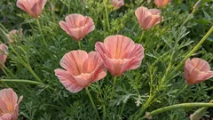 Kwietnik bezobsługowy: kwiaty, które można wysiewać bezpośrednio do ziemi